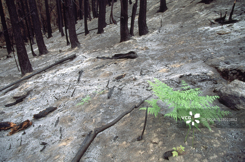 森林火灾过后图片素材