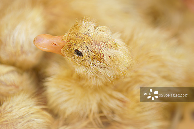 小鸭子图片素材