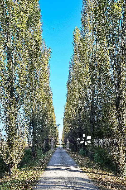 对称排列的树木人行道图片素材