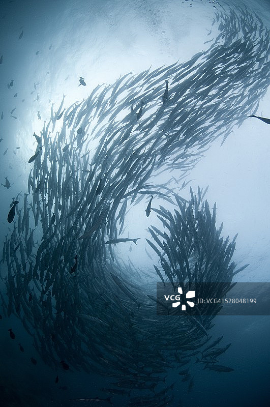 西巴丹梭鱼漩涡图片素材