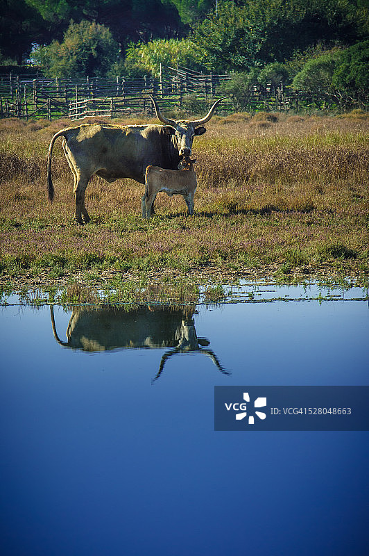玛瑞玛母牛图片素材