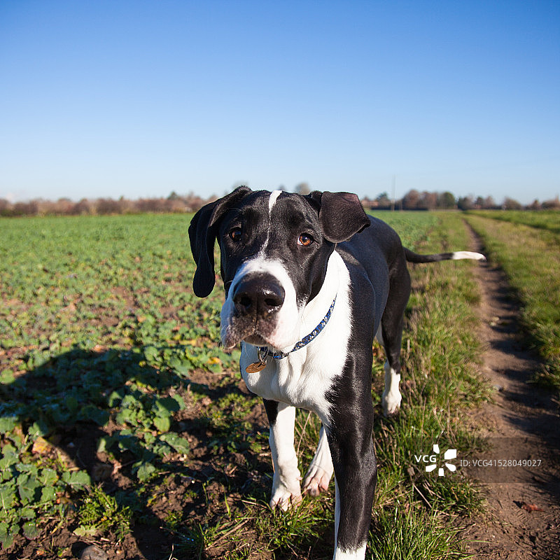大丹犬幼犬图片素材