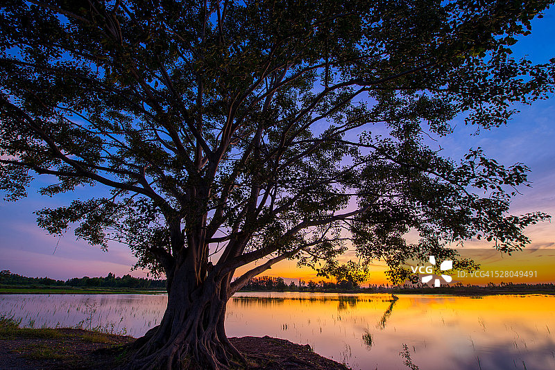 古树映衬下的日落图片素材