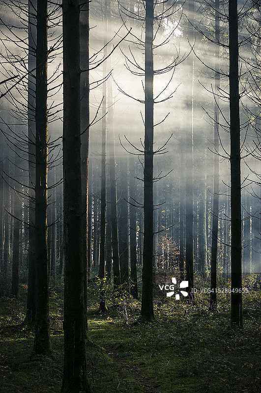 德国黑森林图片素材