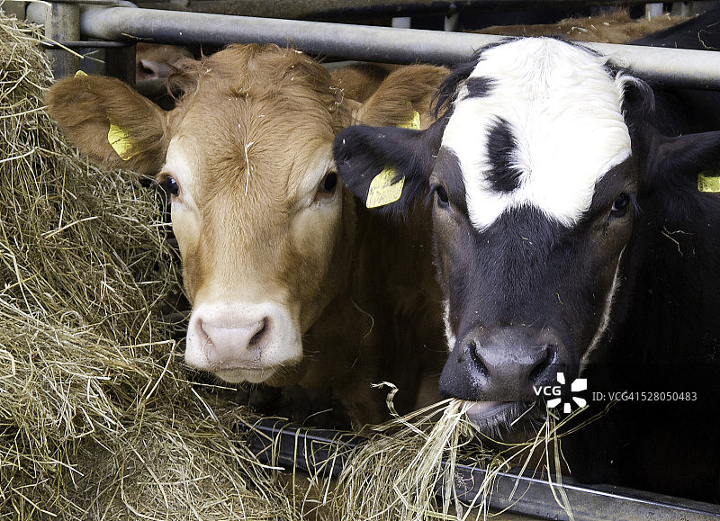 两头小牛图片素材
