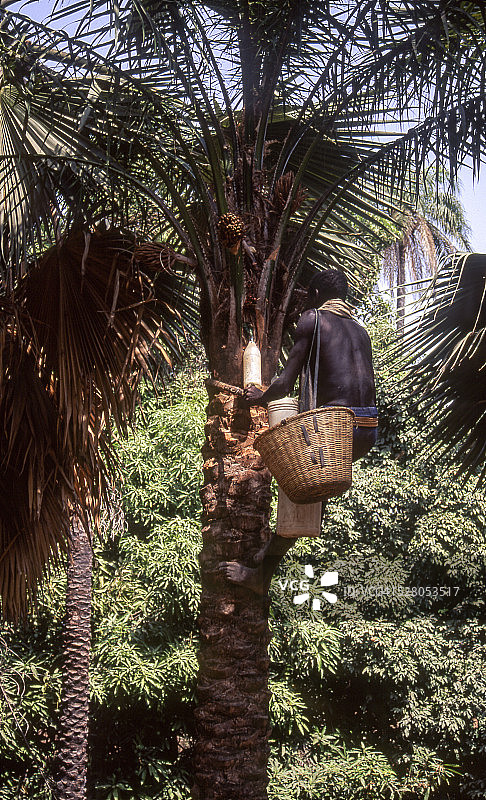 黑人男子从棕榈树中提取汁液图片素材
