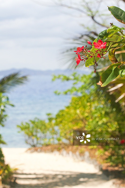 热带风情红色花卉场景图片素材