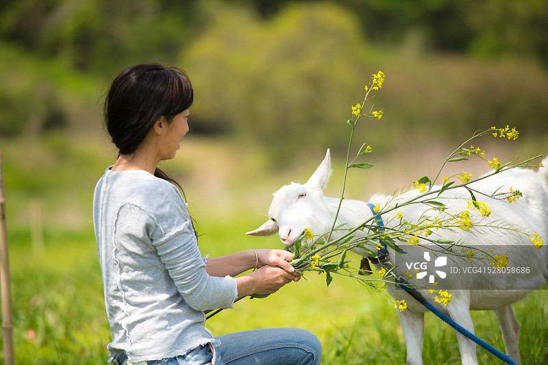 中年妇女在有机农场喂山羊图片素材