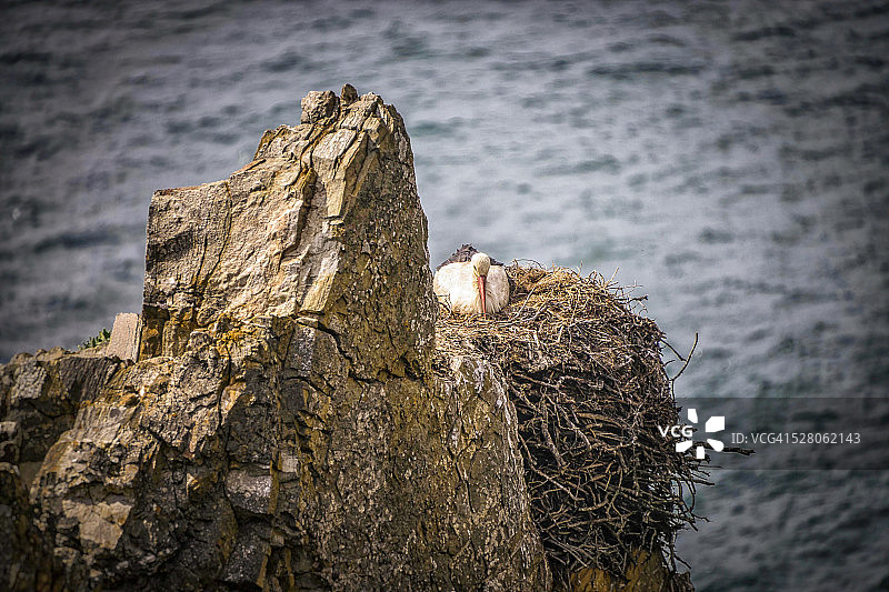 鹳鸟孵化图片素材