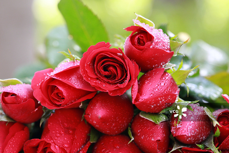 越南西贡的红色玫瑰图片素材