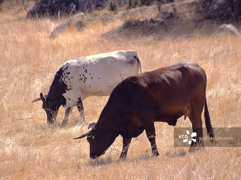 田野里吃草的公牛图片素材