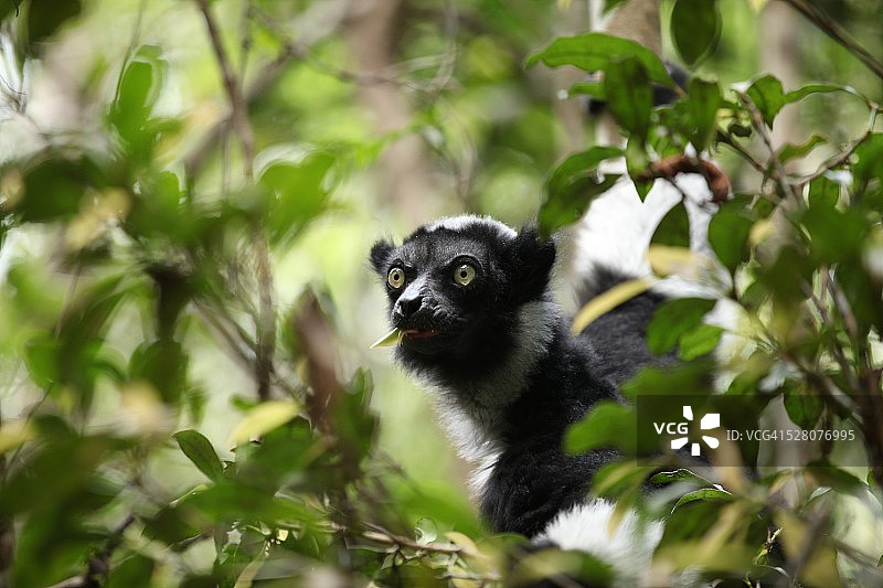 大狐猴图片素材