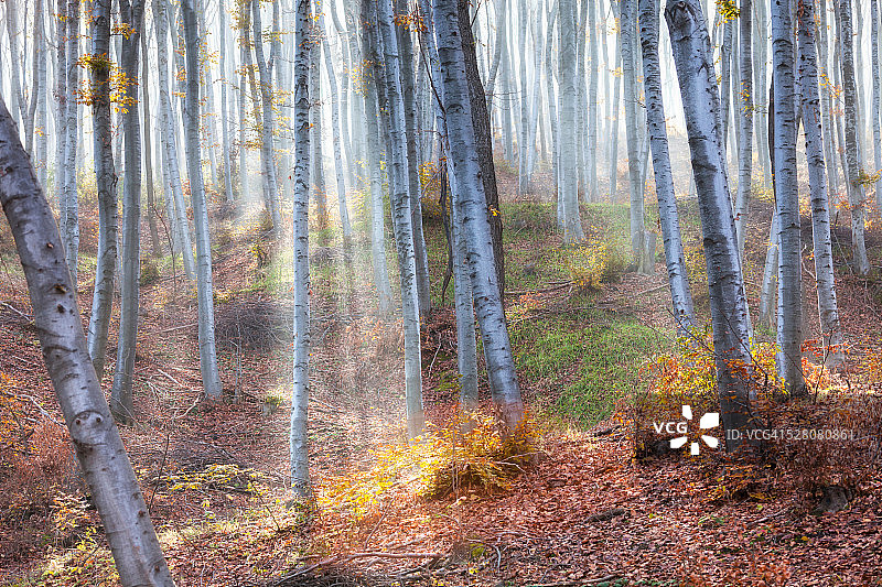 阳光明媚的森林图片素材
