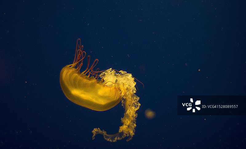 大西洋海荨麻水母图片素材
