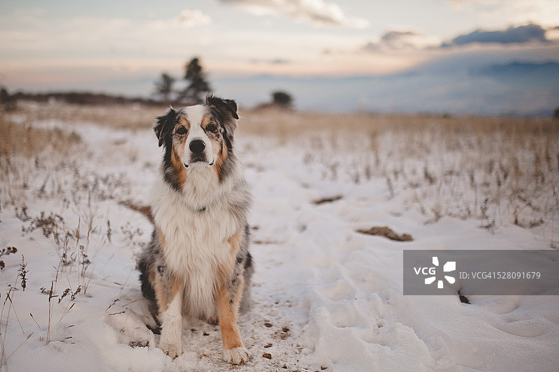 坐在雪地里的澳大利亚牧羊犬图片素材