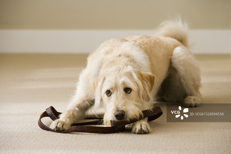 狗狗躺在牵引绳上图片素材