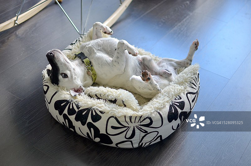 快乐的可爱小狗图片素材