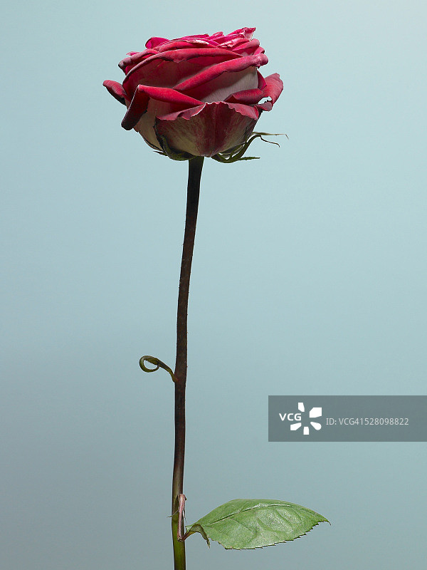 长茎红玫瑰图片素材