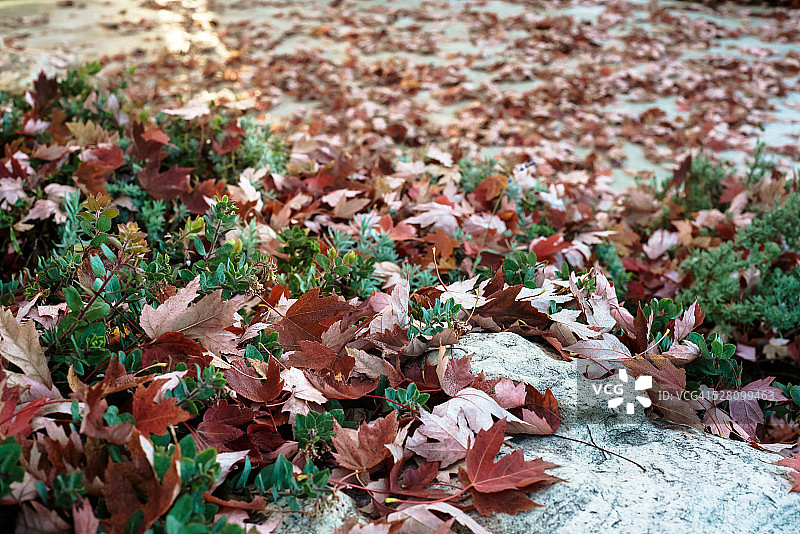 秋天的落叶图片素材