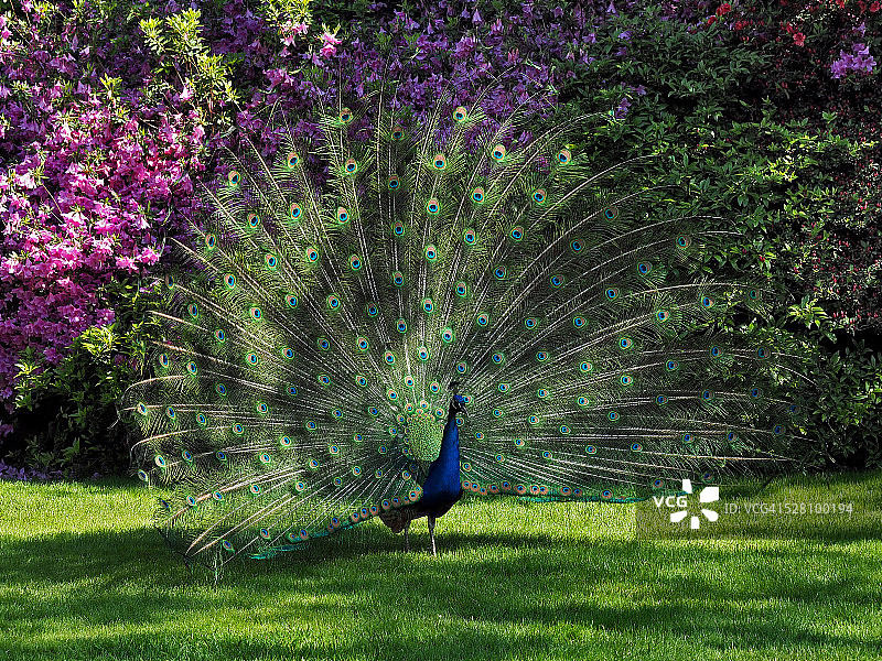 印度孔雀展示彩色羽毛图片素材