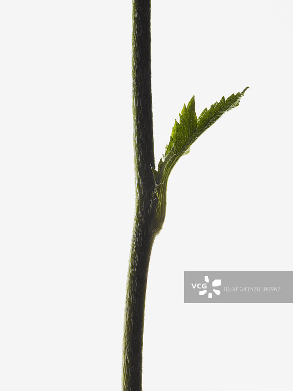 虞美人花茎图片素材