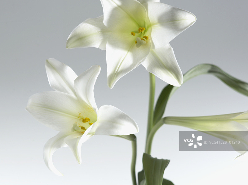 亚洲百合图片素材