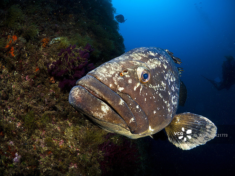 大石斑鱼图片素材