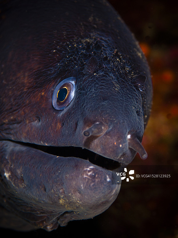 地中海海鳗图片素材