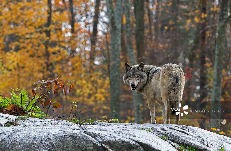 大灰狼图片素材
