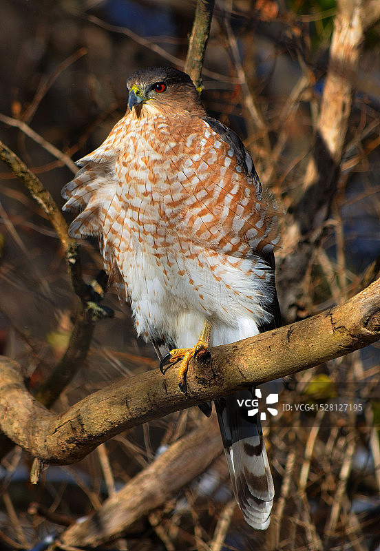 丘珀鹰图片素材
