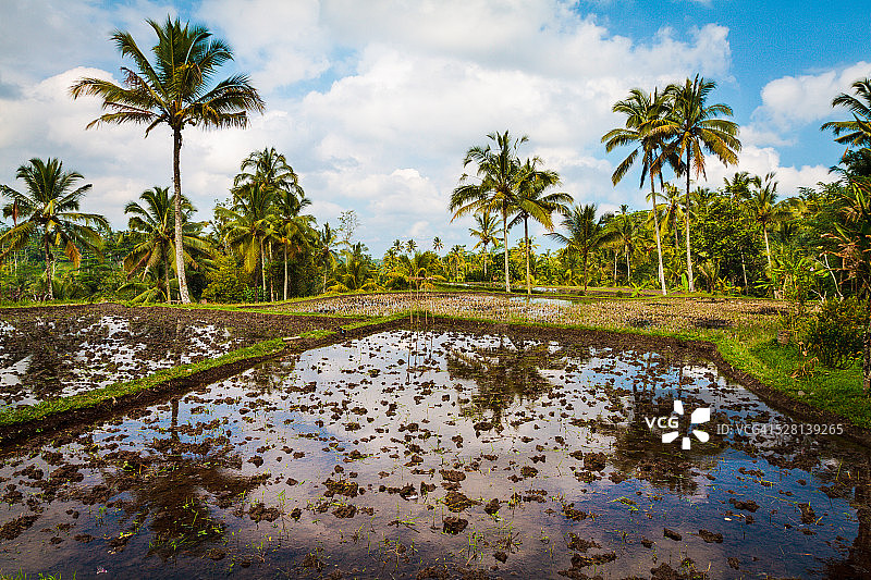 卡维山附近的稻田图片素材