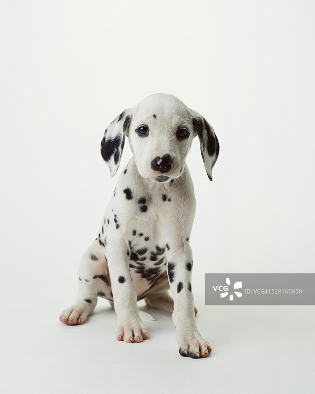斑点狗幼犬图片素材