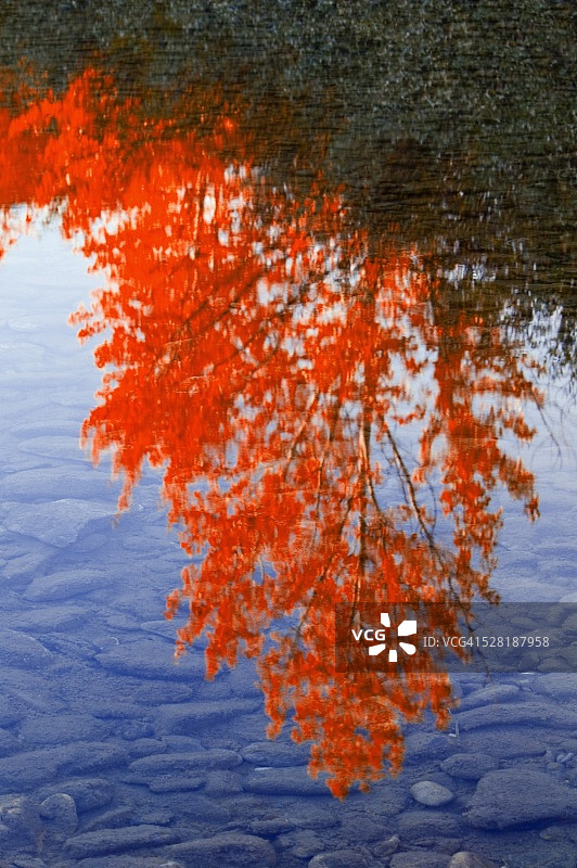 秋季水中树叶倒影图片素材