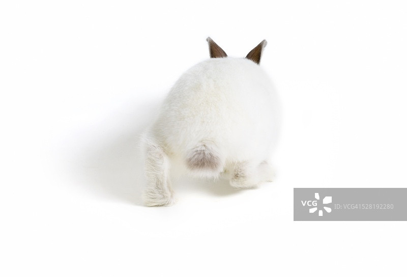 可爱的兔子屁股图片素材