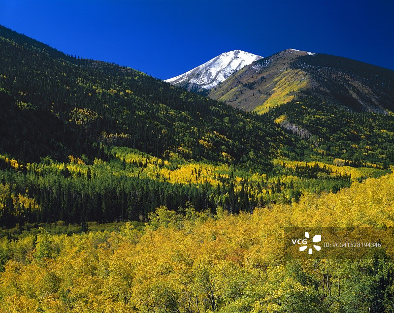 圣伊莎贝尔国家森林的秋色白杨树图片素材