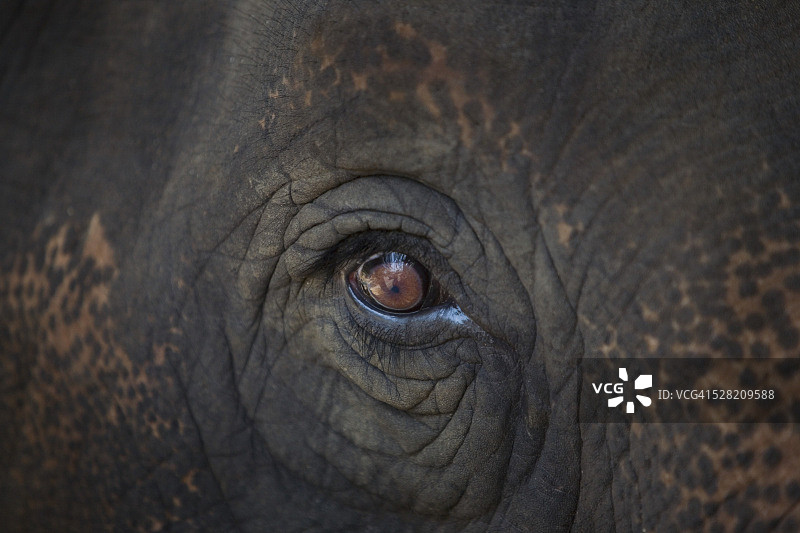 象眼图片素材
