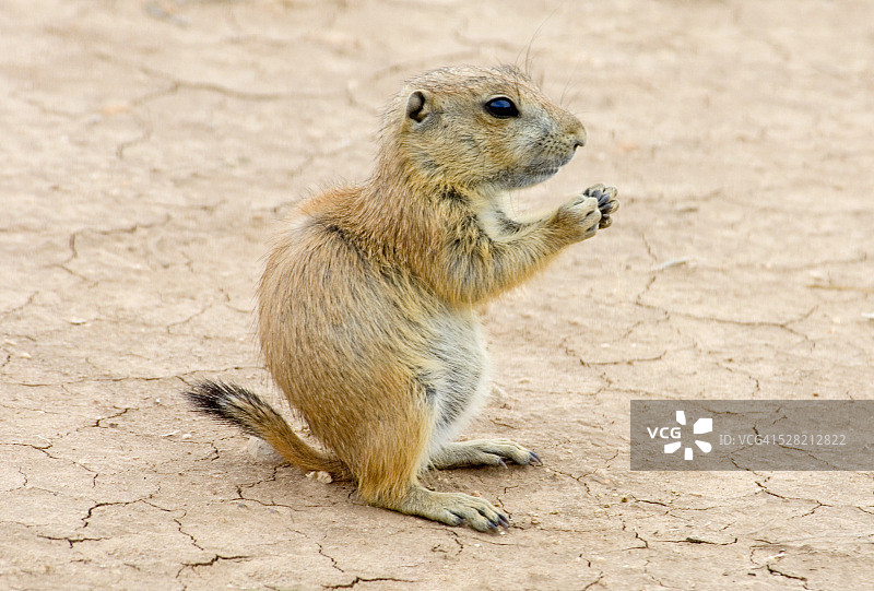 理查森地松鼠图片素材