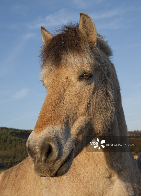 挪威峡湾马图片素材