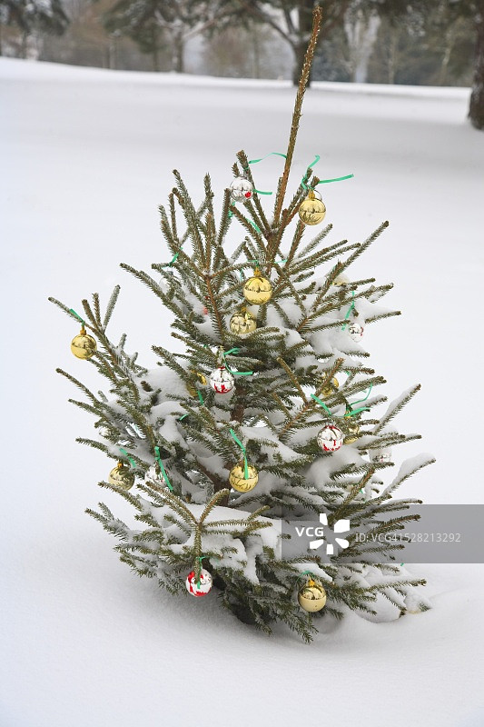 圣诞彩灯装饰的常绿树图片素材