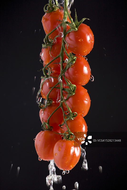 悬挂在葡萄藤上的葡萄番茄图片素材