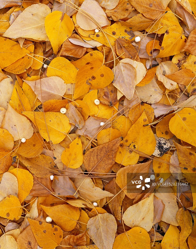 落下的秋季三角叶杨树叶图片素材