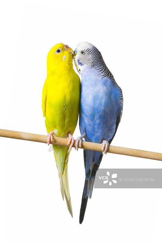 栖木上的两只鹦鹉图片素材