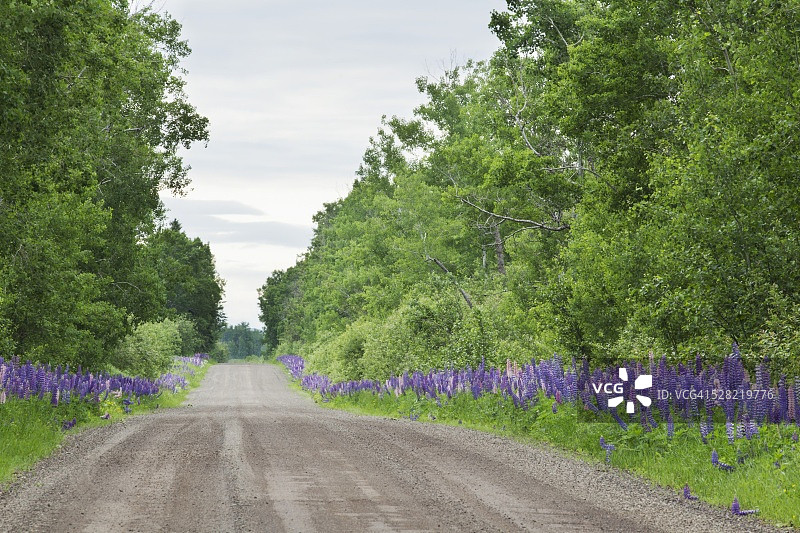 生长着羽扇豆的乡村公路图片素材
