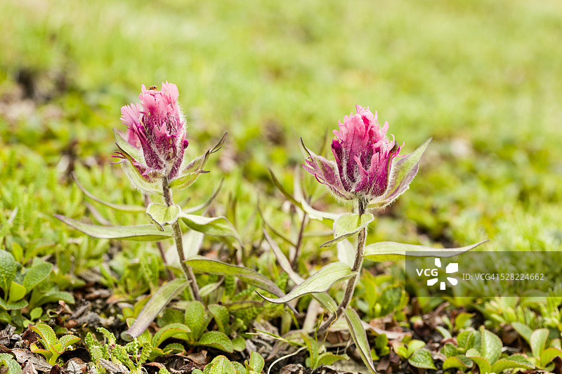 德纳里国家公园的优雅印第安画笔花图片素材