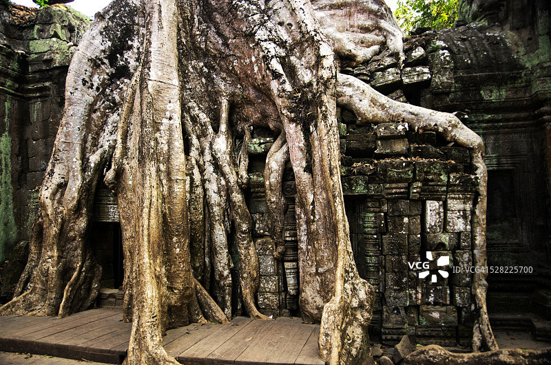 塔布笼寺：巨型榕树如蛇般从寺庙墙壁上生长而出，位于柬埔寨暹粒省吴哥窟图片素材