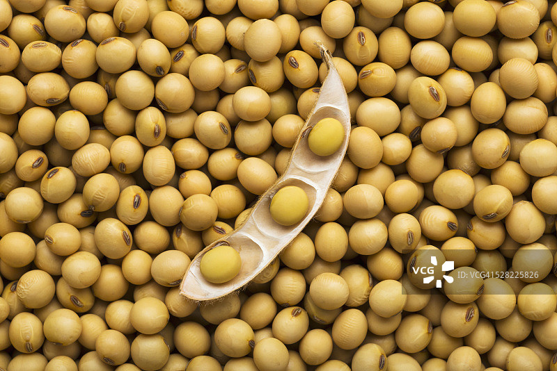 打开的豆荚和成熟的干大豆图片素材