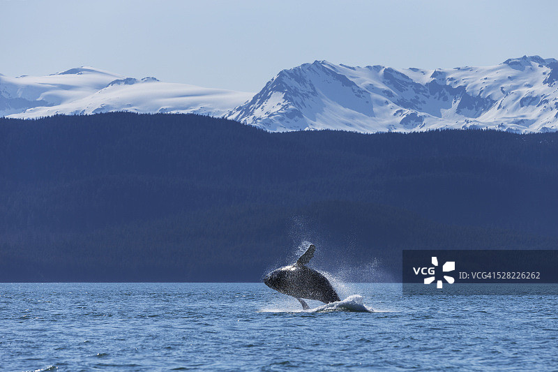 座头鲸幼崽跃出阿拉斯加内通道平静的水面；美国图片素材