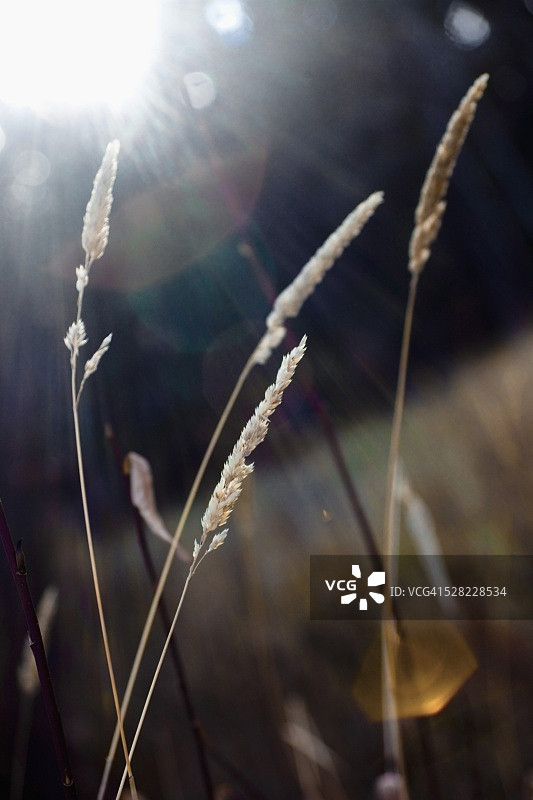阳光下的麦草图片素材