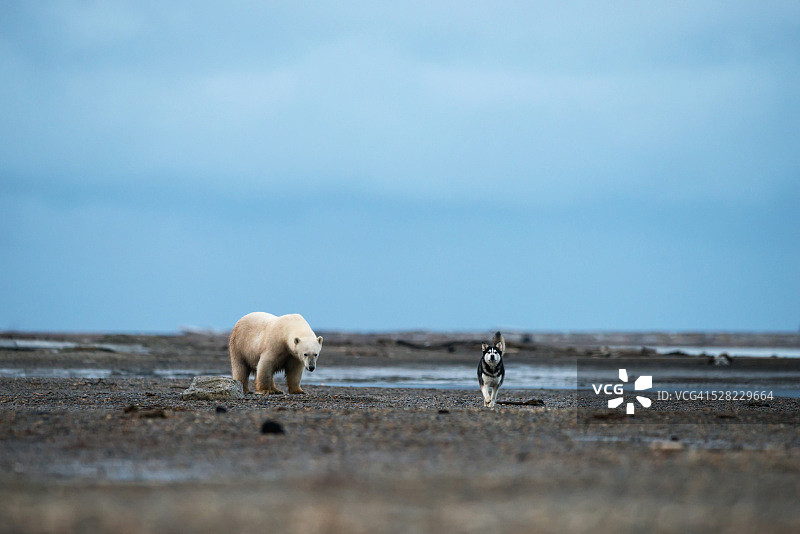 雪橇犬走在北极熊前；美国阿拉斯加州卡克托维克图片素材