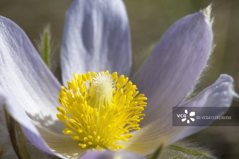 草原番红花（白头翁属）图片素材